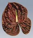 anthuriums