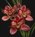 cymbidium