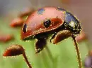 ladybird