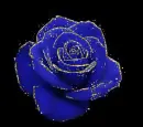 blue rosa