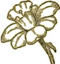 narsissus