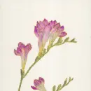 freesia
