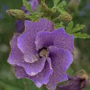 austral hibiscus