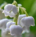 convallaria