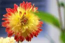 dahlia