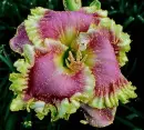 daylily
