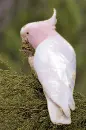 cockatoo