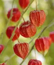 Chinese Physalis Alkekengi