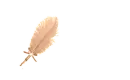 Rose Gold Feather Pen
