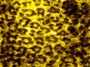 Golden Velvet