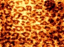 Velvet Brown