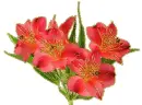 asiatic lilies