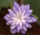 hepatica
