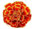 tagetes flower