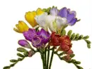 freesia