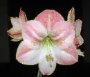 amaryllis