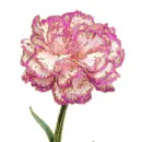 carnation
