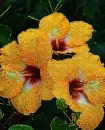 yellow hibiscus