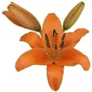 lily orange