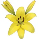 yellow lily