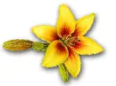 lily