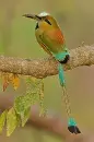 motmot