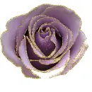 purple rosa