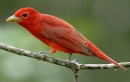 piranga rubra