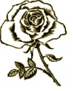 rosa