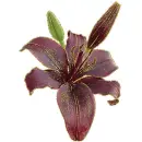claret lily