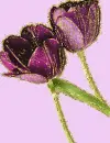 2 purple tulip