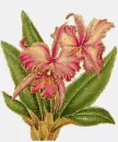2 orchid