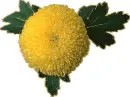 yellow dahlia