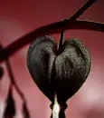 dicentra