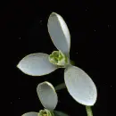 snowdrops