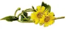 2 yellow flower