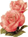 2 rosa