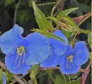 commelina flower