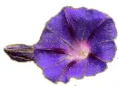 convolvulus