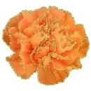 orange carnation