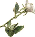 white rosa