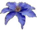 blue clematis