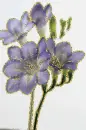 freesia