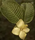 gardenia