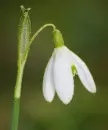 snowdrops