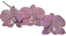 3 purple orchid