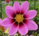 cosmos