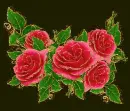 beautiful rosas