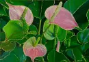 anthuriums