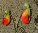 impatiens
